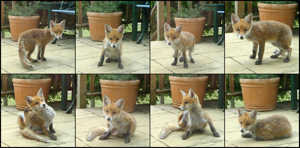 Sunday June 5th (2011) Fox cub on the patio again. width=