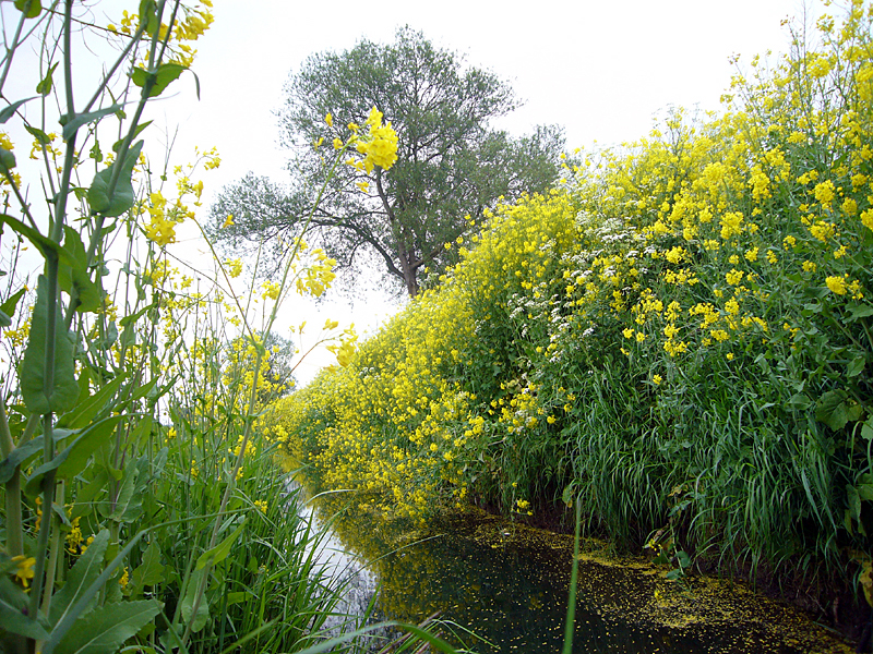 Saturday May 17th (2008) Yellow width=