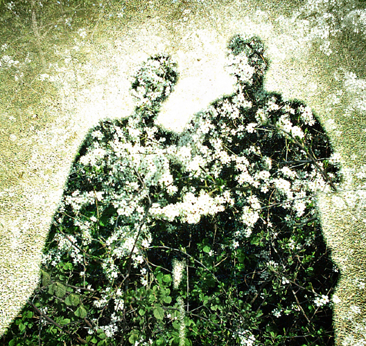 Monday May 1st (2006) Blossom width=