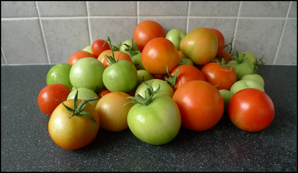 Sunday October 13th (2013) Green and red tomatoes from the greenhouse. width=