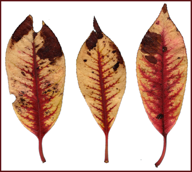 Wednesday April 24th (2013) Three Leaves width=