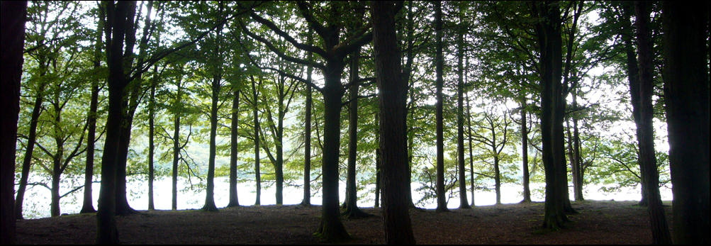 Sunday August 16th (2009) In the wood. width=