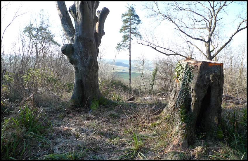 Friday January 1st (2010) A Walk in Butleigh Woods width=