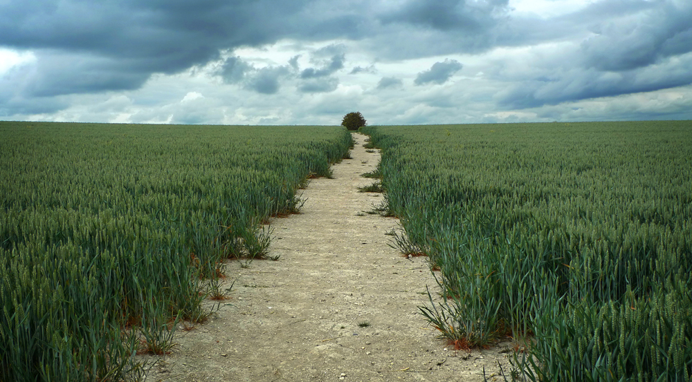 Wednesday June 3rd (2020) Path through the crop. width=