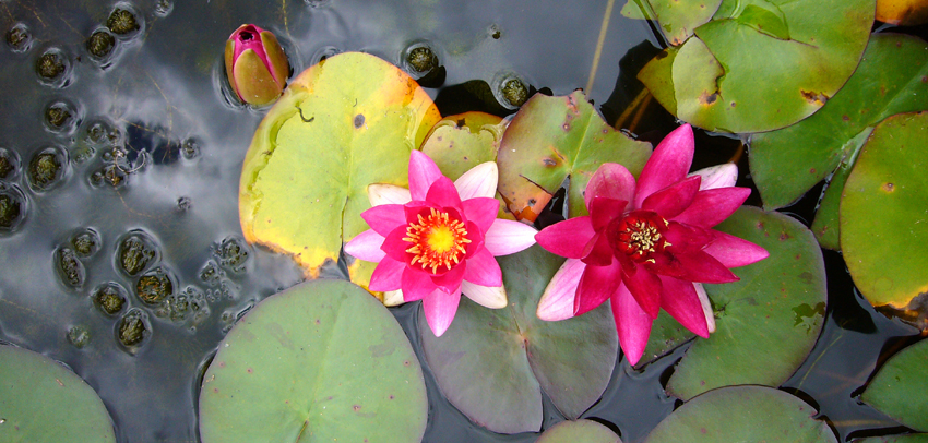 Thursday July 27th (2006) Rosemoor Garden width=