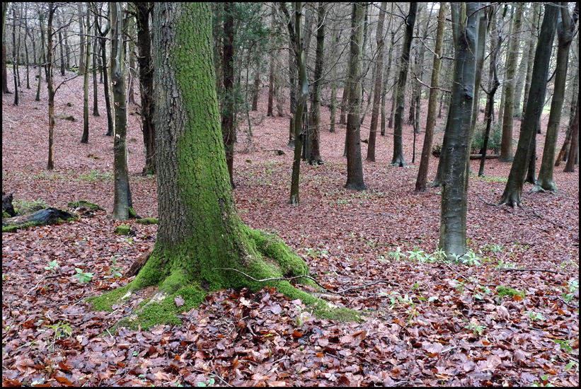 Monday December 21st (2009) Trees width=