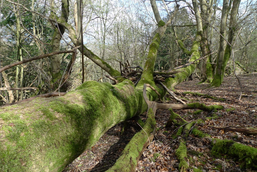 Friday March 21st (2014) Moss covered ... width=