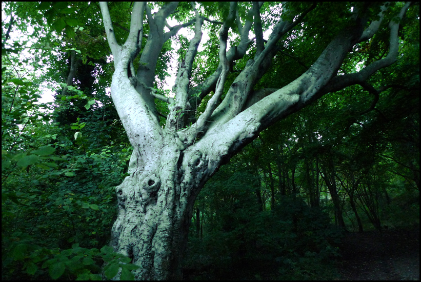 Monday October 15th (2012) A walk in the woods ... width=