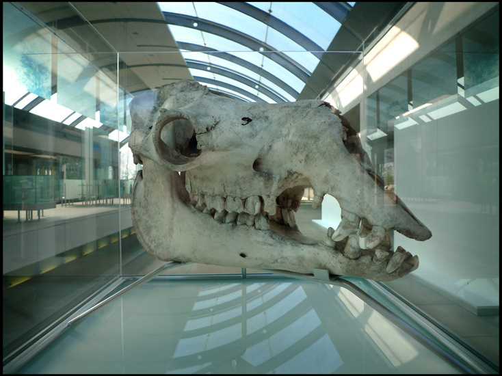 Tuesday March 13th (2012) Camel Skull width=