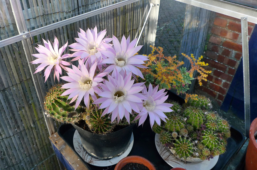 Thursday May 14th (2015) Six Flowers ... width=