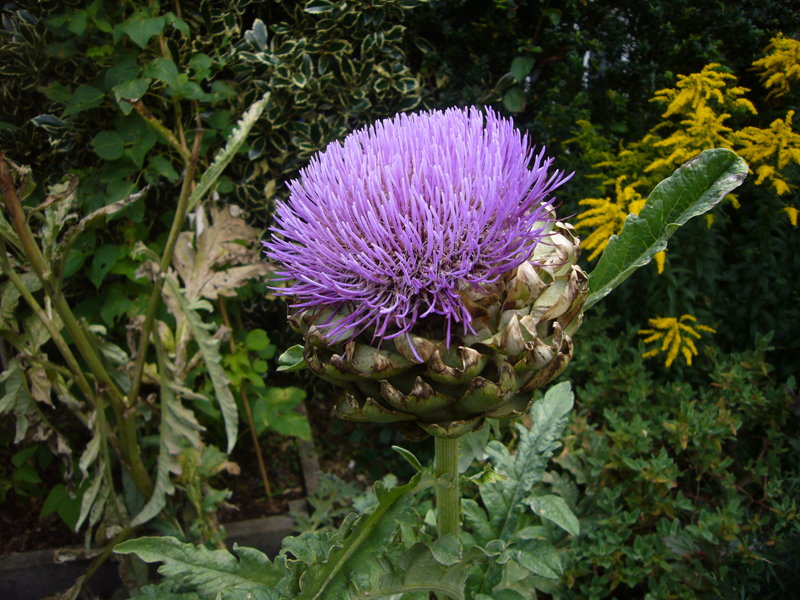 Thursday August 27th (2015) Blooming marvellous width=