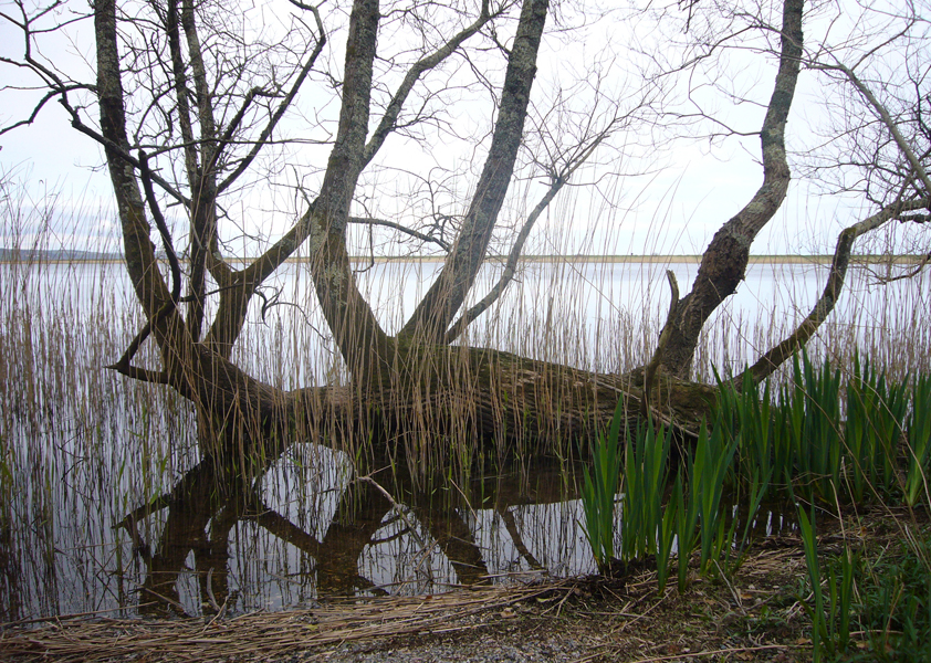 Thursday April 9th (2009) Reeds and Reflections at Slapton Ley width=
