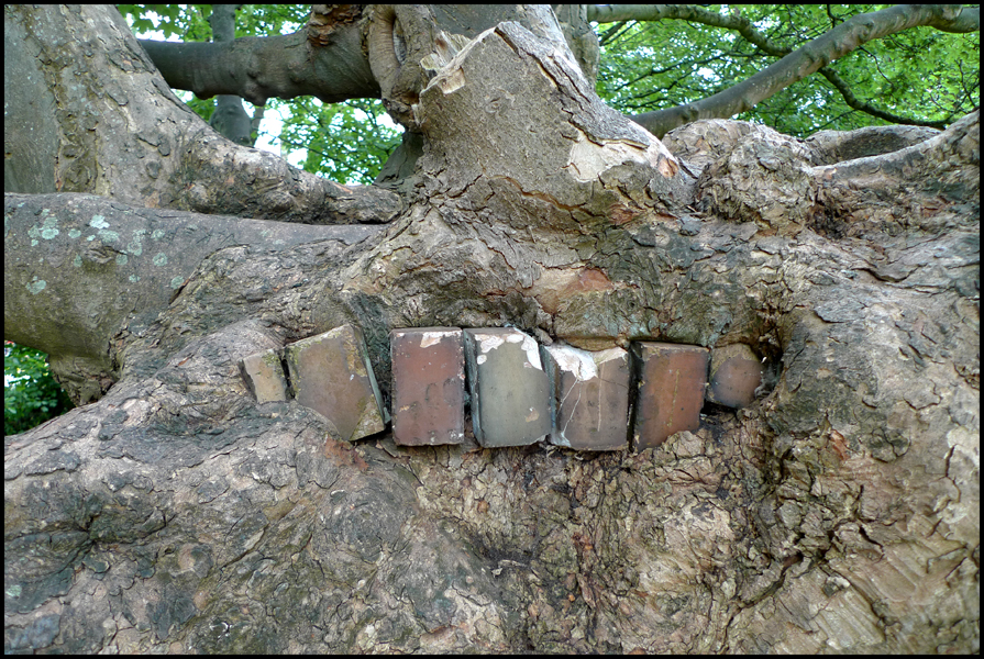 Saturday July 3rd (2010) Bricks embedded in a tree trunk. width=