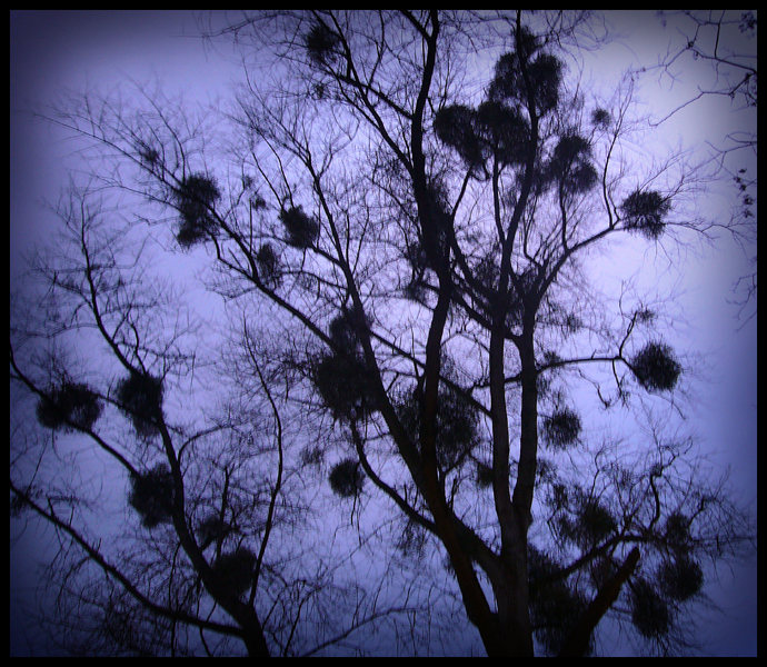 Thursday December 18th (2008) Mistletoe in Pilton width=