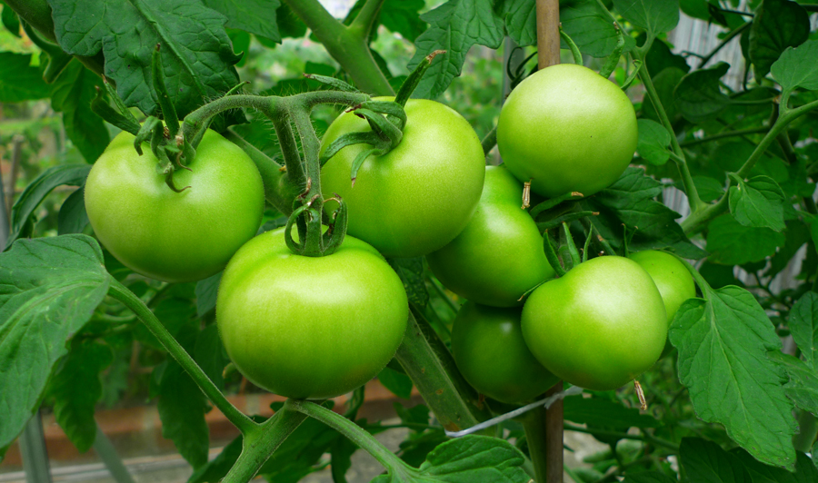 Wednesday August 26th (2015) Isn't it about time you chaps were turning red? width=