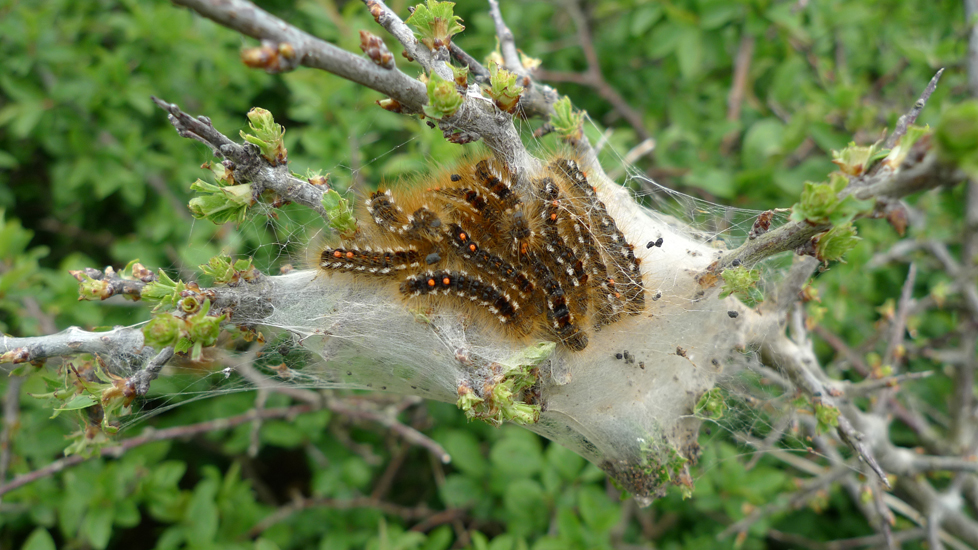 Saturday May 2nd (2015) Brown-Tail Moth Caterpillars. width=