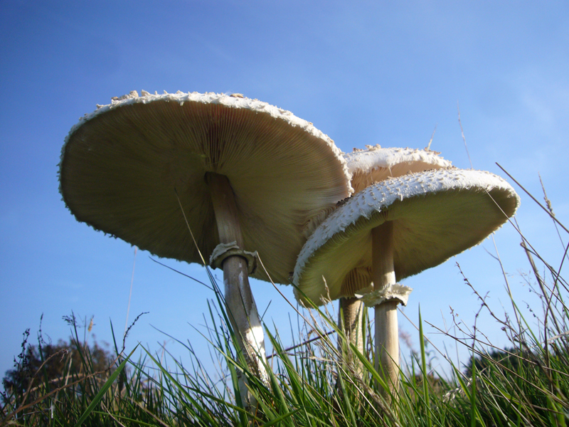 Monday September 8th (2014) Fungi ... width=