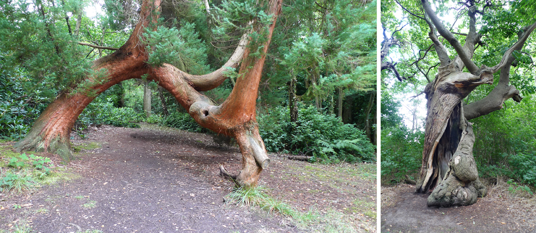 Sunday July 26th (2015) Specimen trees ... width=