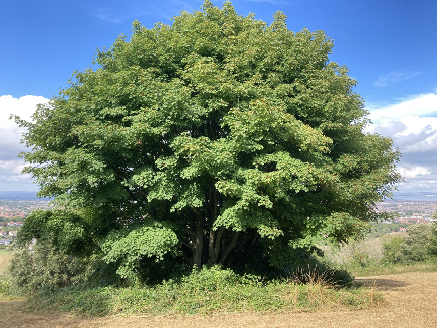 Thursday August 18th (2022) A Healthy Sycamore width=