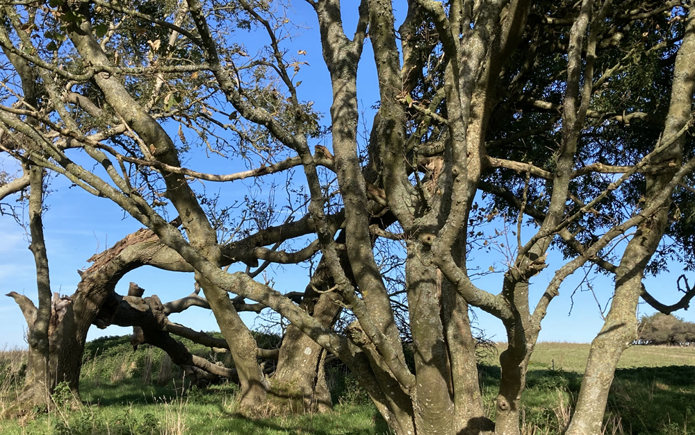 Sunday October 9th (2022) A hugger-mugger of trees on Willingdon Hill width=