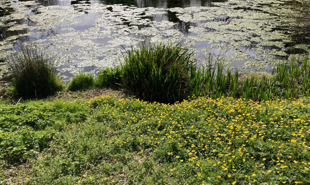 Wednesday March 18th (2026)&nbsp;Motcombe park