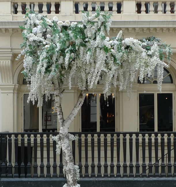 Thursday September 5th (2019) Silver birch ... width=
