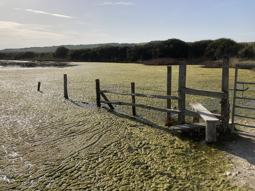 Saturday October 7th (2023) Weed at Cuckmere Haven width=