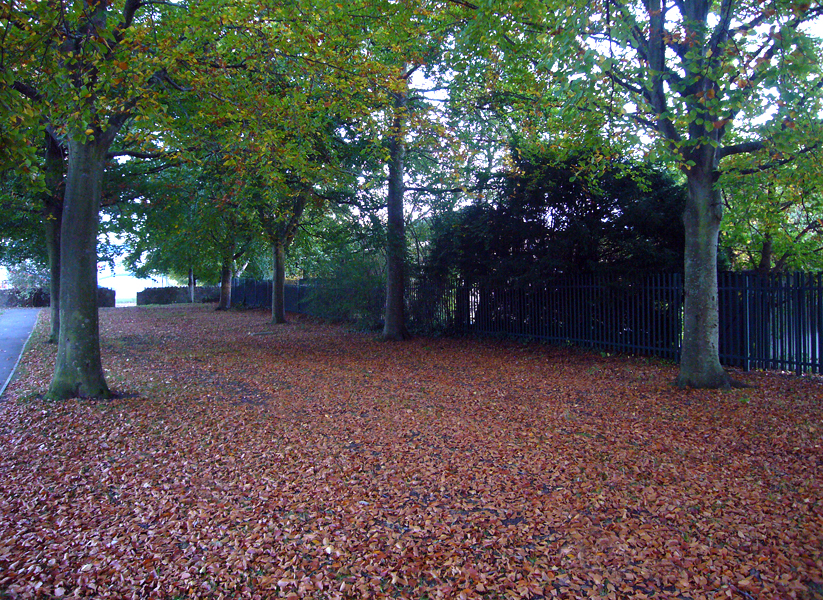 Monday October 13th (2008) Green Leaves & Brown Leaves width=