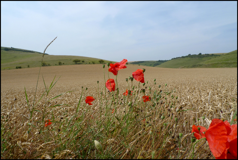 Wednesday August 3rd (2011) Crop and Poppies  width=