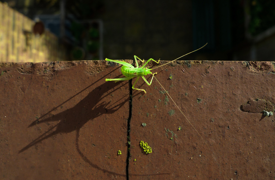 Wednesday October 7th (2015) Trapped by its own abdomen ... width=