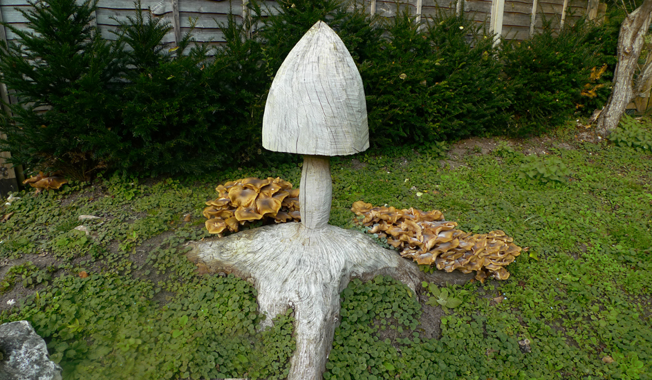 Wednesday November 18th (2015) Fungi in Friston Forest. width=