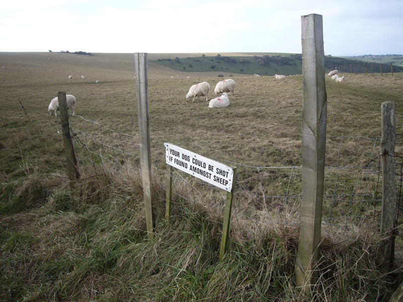 Wednesday February 10th (2016) Your dog could be shot ... width=