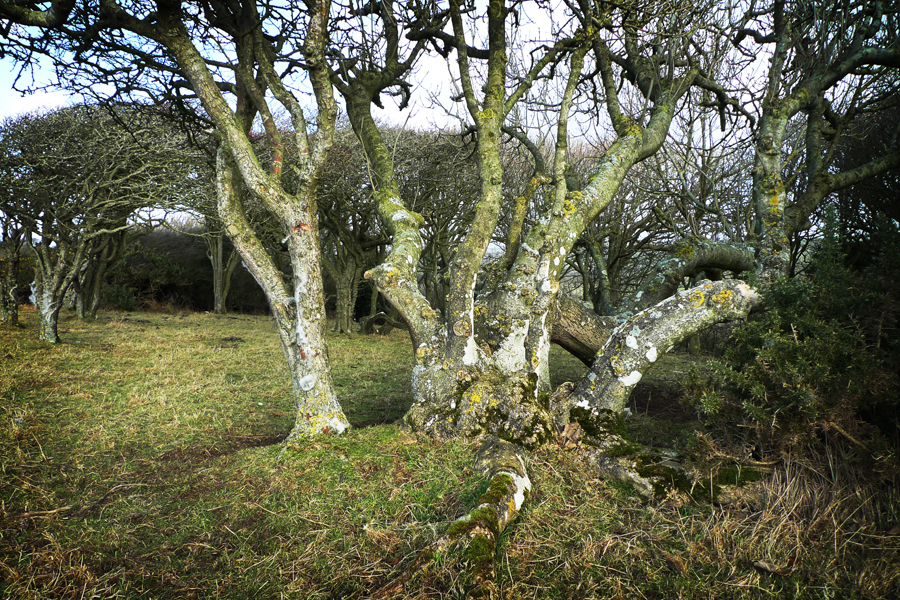 Thursday February 5th (2015) Trees on Went Hill. width=