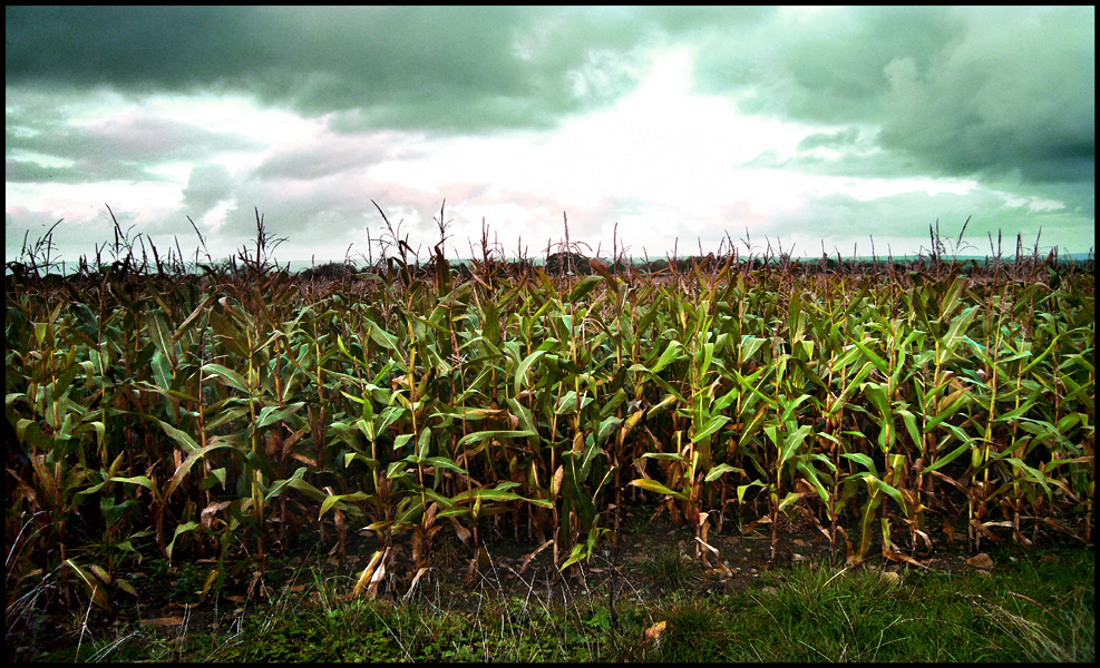 Saturday October 25th (2008) Sweetcorn width=