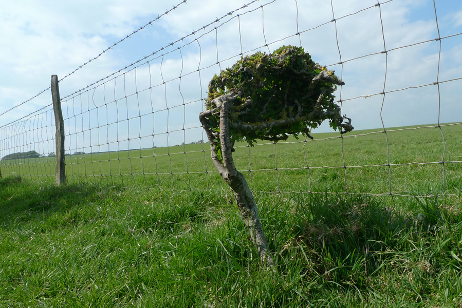 Friday May 13th (2016) Prevailing wind (No.4) width=