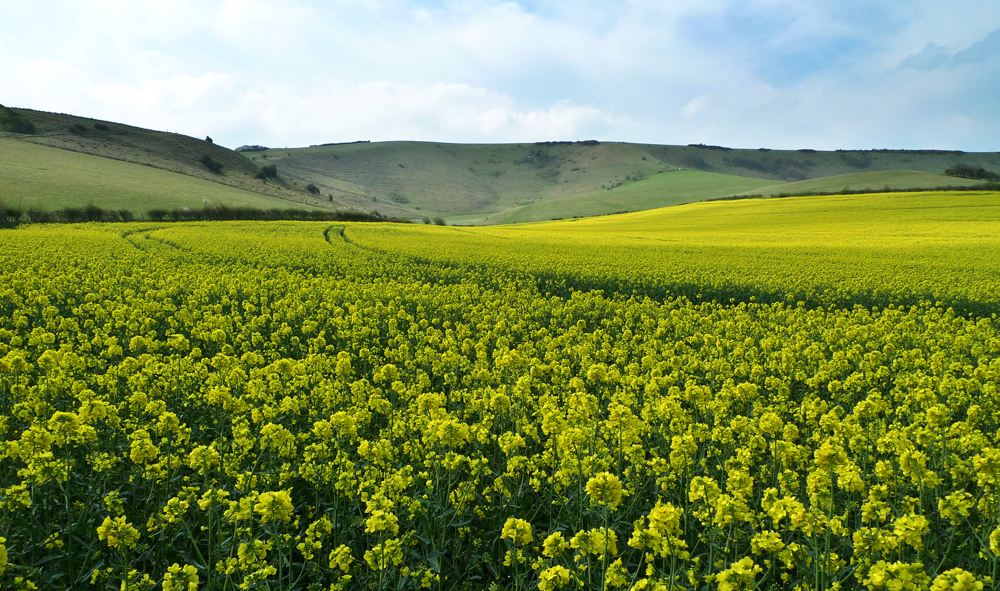 Wednesday April 10th (2019) Oilseed rape ... width=
