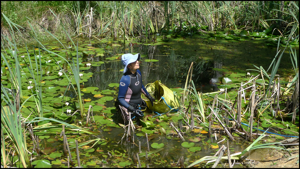Tuesday June 28th (2011) Elizabeth is clearing weed from her pond width=