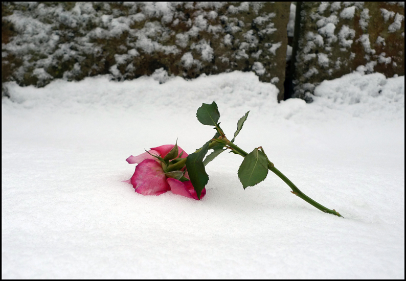 Monday February 6th (2012) Broken Rose width=