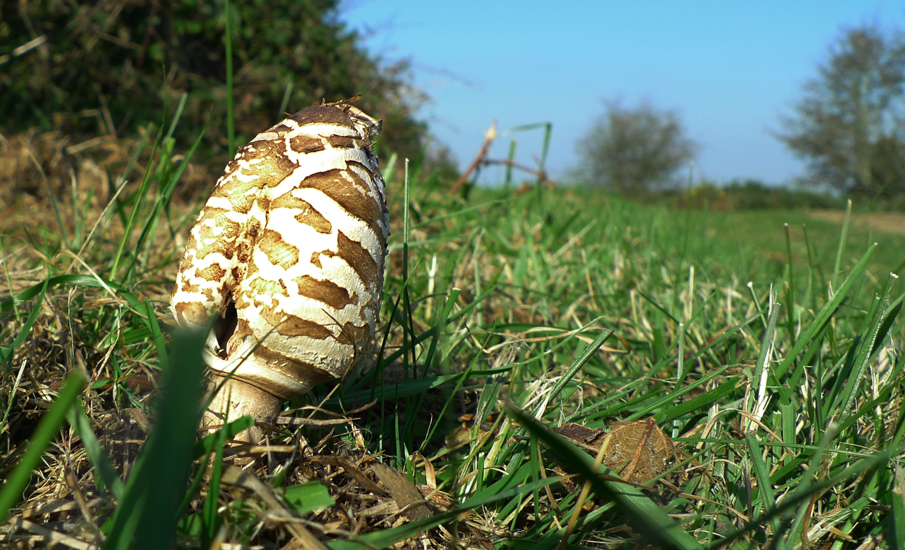 Wednesday September 30th (2015) Fungus width=