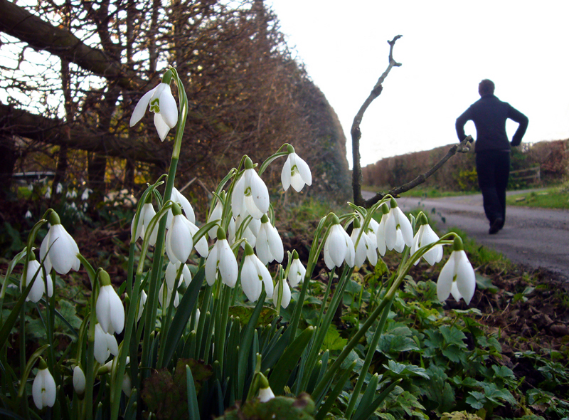 Thursday January 31st (2008) Snowdrops width=