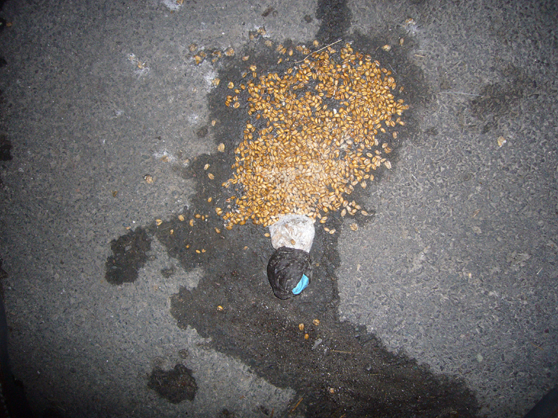 Thursday February 12th (2009) Seed Bomb ? width=