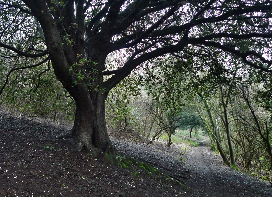 Thursday January 28th (2021) The Jubilee Way width=