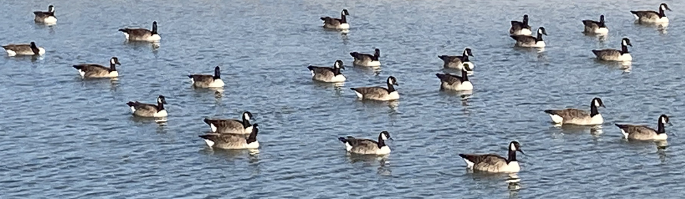 Monday October 9th (2023) Twenty-three Canada geese (Branta Canadensis) width=