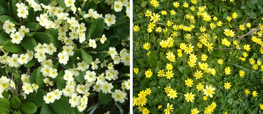 Wednesday April 8th (2015) Primroses and Celandines width=