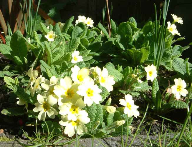 Sunday April 2nd (2006) Primroses width=