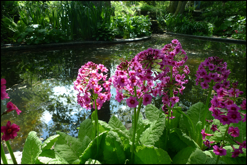 Wednesday May 29th (2013) Pond width=