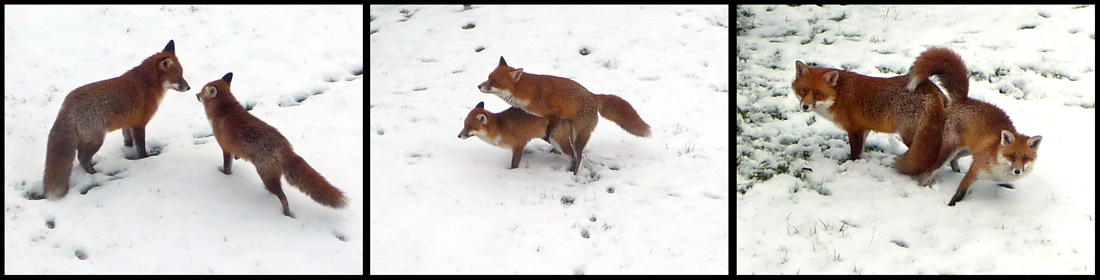 Tuesday January 22nd (2013) Meet, mate and get stuck. width=