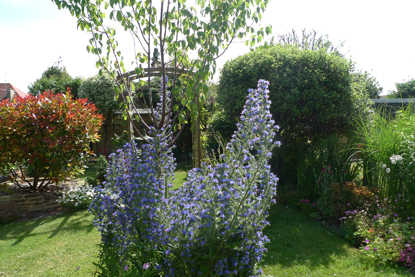 Saturday June 21st (2014) Echium Vulgare width=