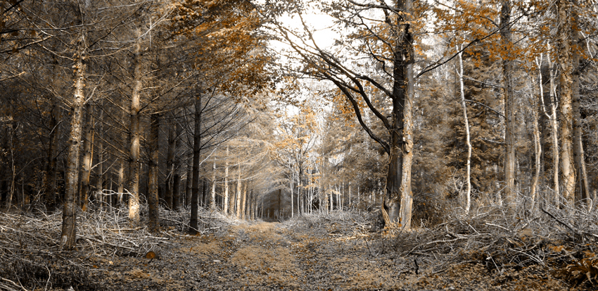 Sunday October 29th (2006) King's Castle Wood width=