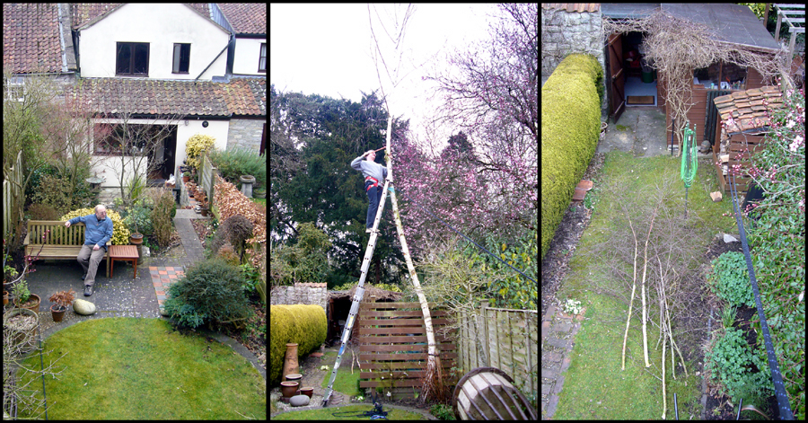 Sunday February 24th (2008) Pruning the Silver Birch width=